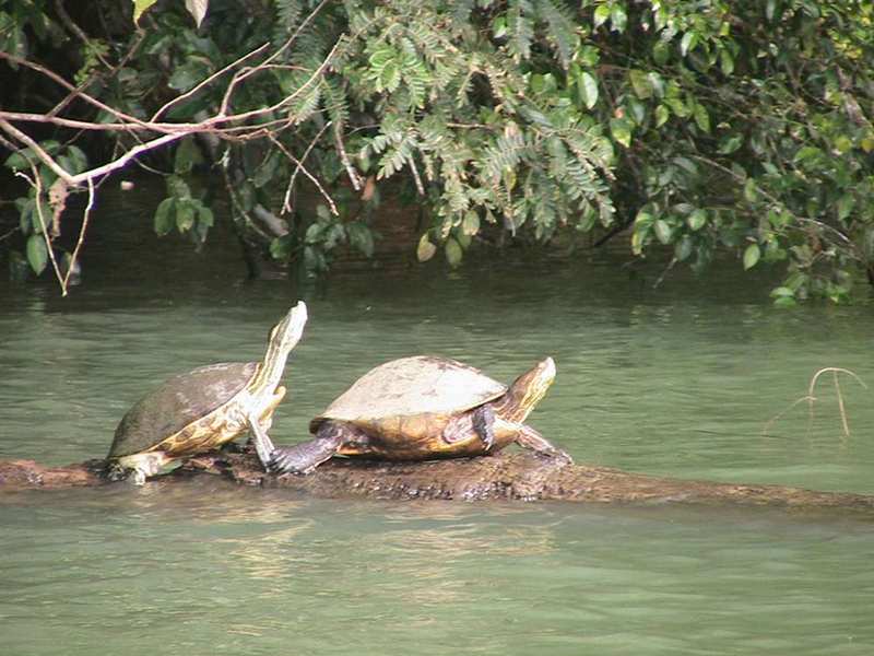 Turtles on Monkey Island in the Panama Canal | Photo by Randy Gener