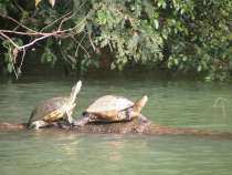 Turtles on Monkey Island in the Panama Canal | Photo by Randy Gener